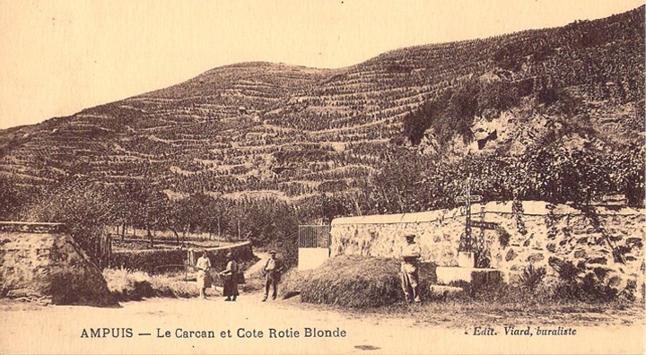 A circa 1940s postcard.  Note just how much of Côte Rôtie’s slopes were <em>en friche</em>—overgrown by trees and bushes.  The back-breaking work of clearing it, and planting new vines in the rocks, took years.