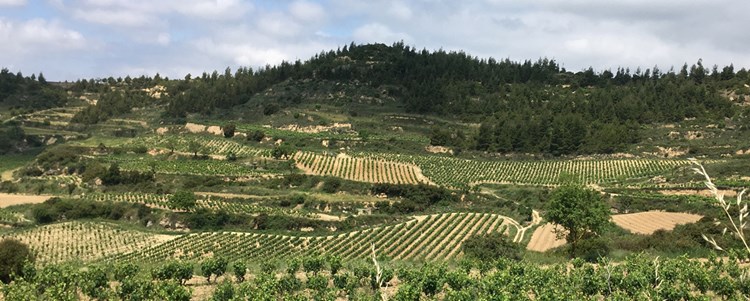 Perfectly Aged Rioja Trifecta