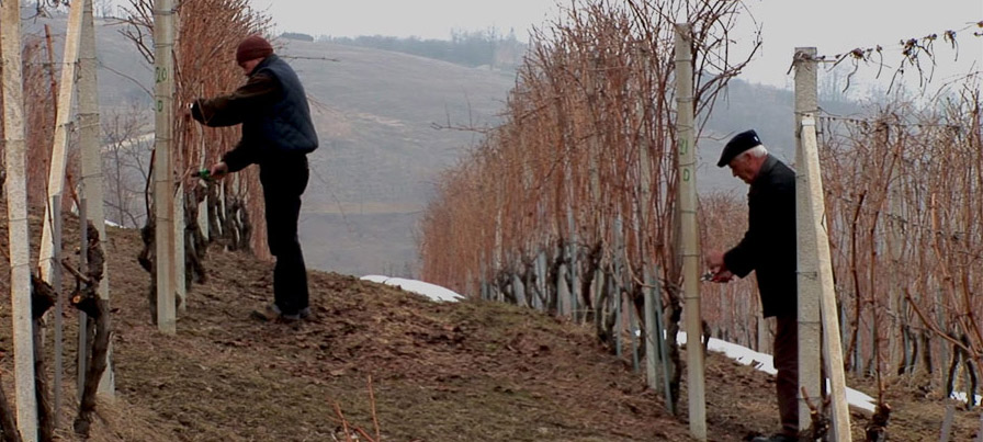 Wine Store | Wine Importer | Wine Distributor - Rare Wine Co.
