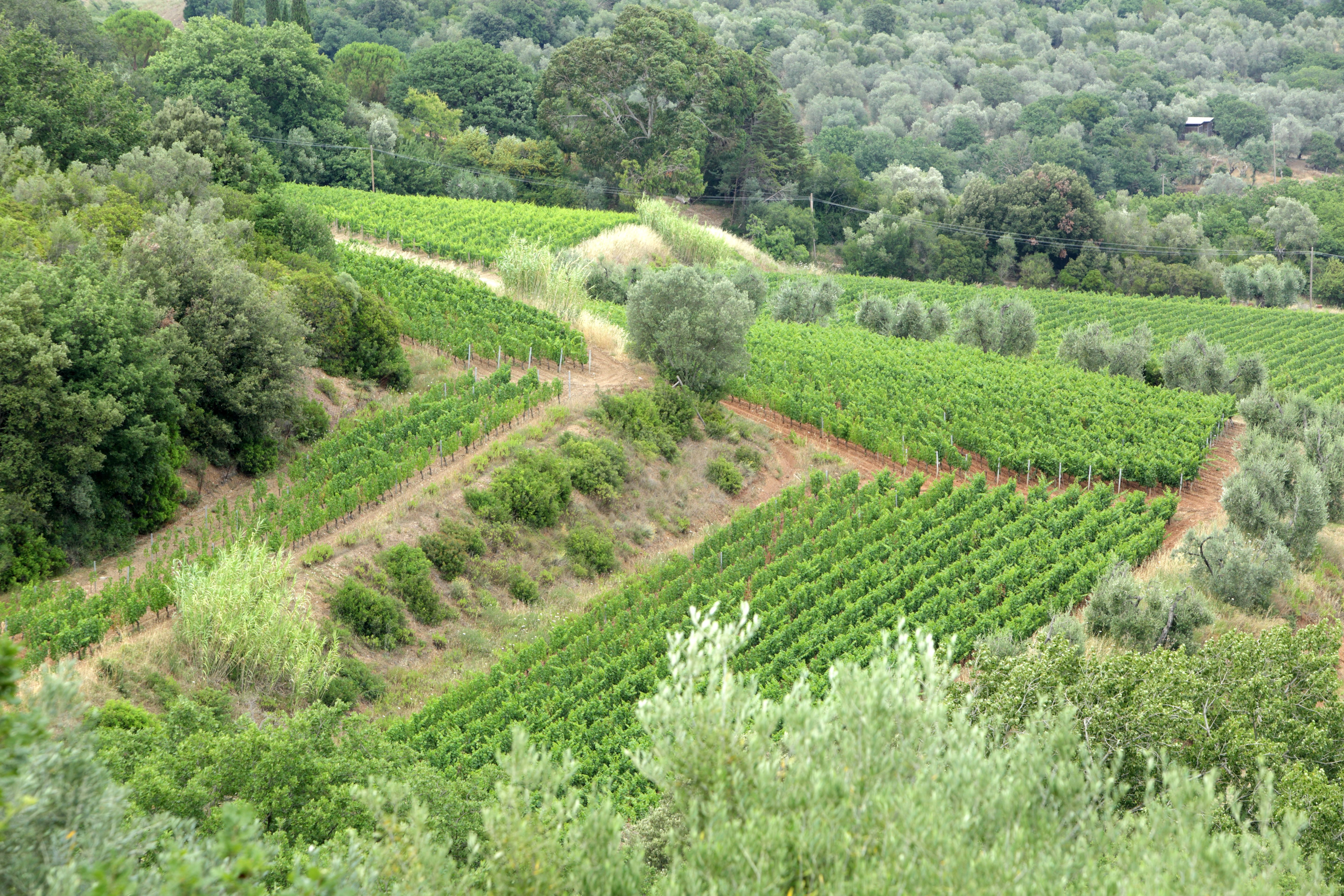 Montepeloso - Rare Wine Co.