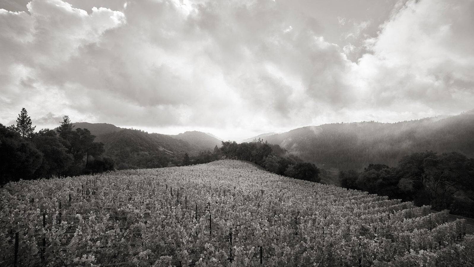 Wine Store | Wine Importer | Wine Distributor - Rare Wine Co. Wine Store | Wine Importer | Wine Distributor - Rare Wine Co.
