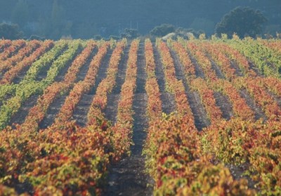 Bodegas Riojanas