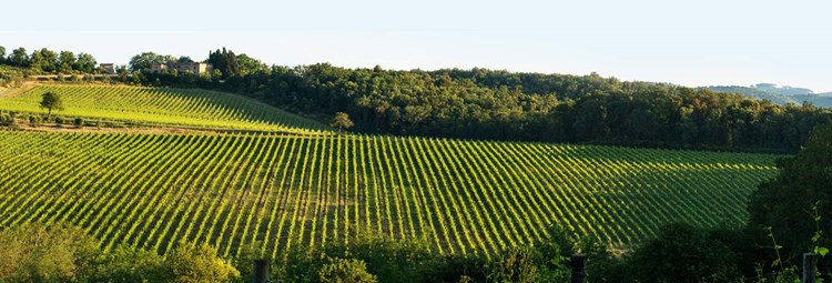 A Tuscan Icon: Two great vintages