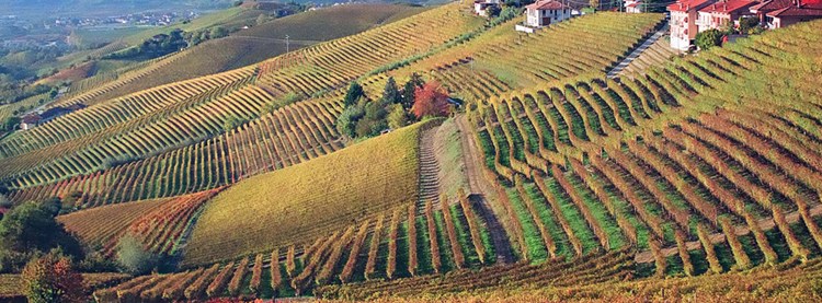 A Traditional Barbaresco Dream