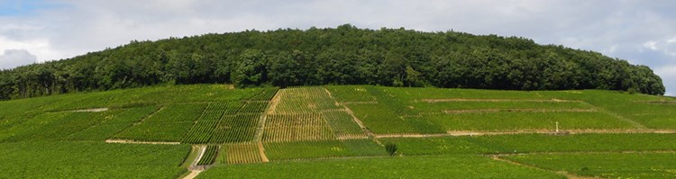 Grand Cru 2015 Powerhouse