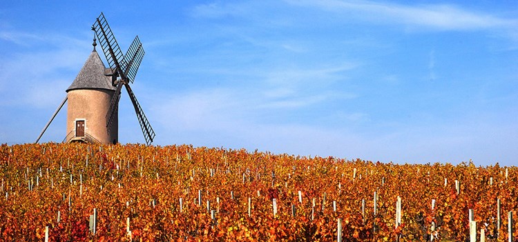 A Beaujolais King