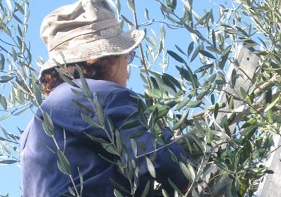 Tuscan Olive Oil: A Labor of Love