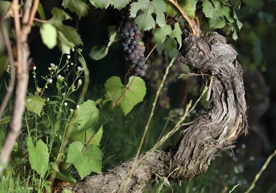 Nebbiolo Rosé