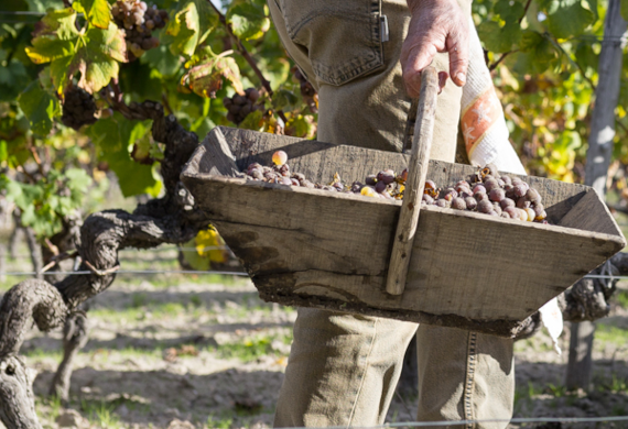 A Gift from Yquem's Sister Estate.