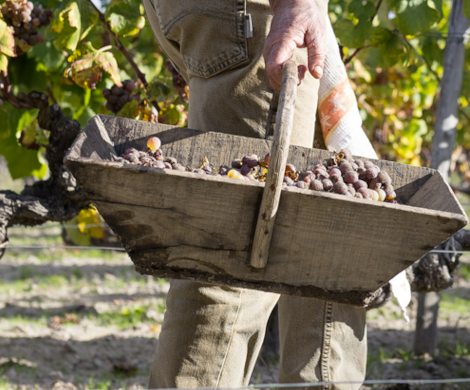 A Gift from Yquem's Sister Estate.