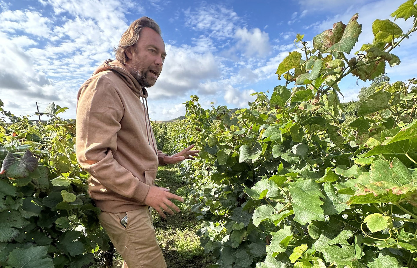 Wine Store | Wine Importer | Wine Distributor - Rare Wine Co. Wine Store | Wine Importer | Wine Distributor - Rare Wine Co.