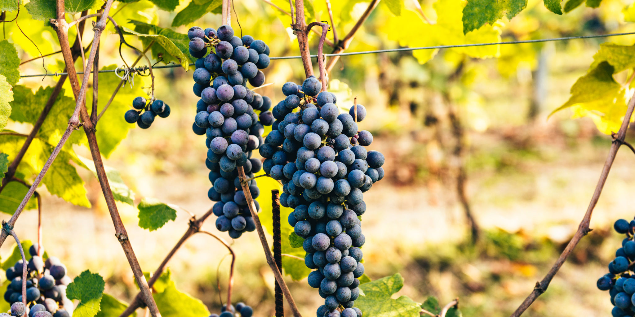 Trediberri Berri Harvest III